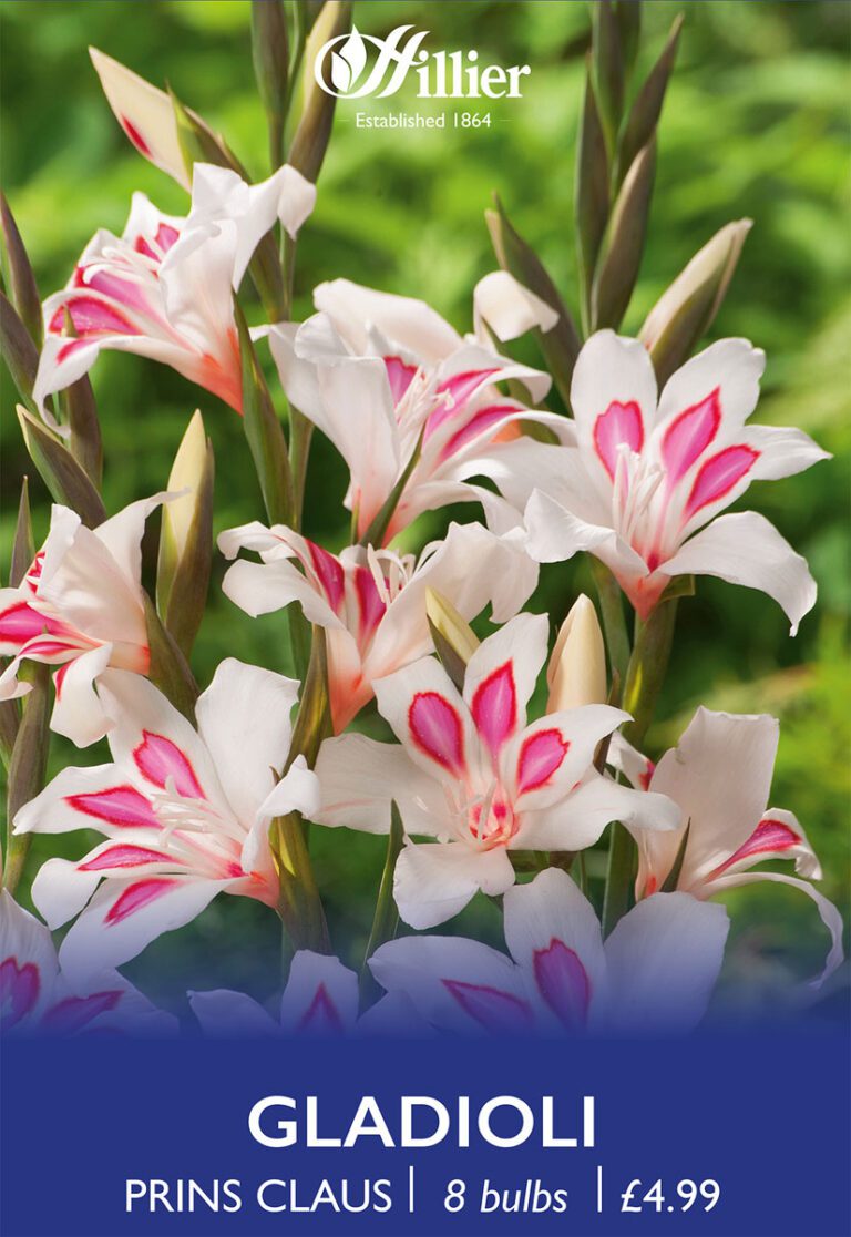 8718641997338 1 Gladiolus Prince Claus.jpg